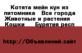 Котята мейн-кун из питомника - Все города Животные и растения » Кошки   . Бурятия респ.